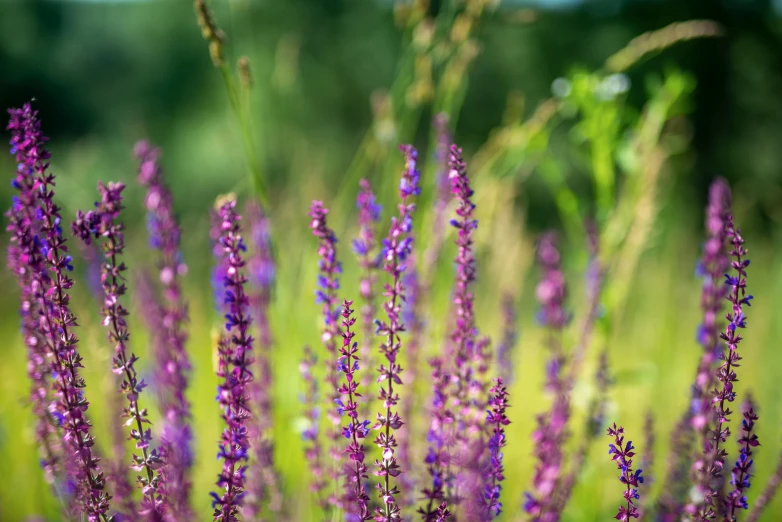 purple flowers in a field with green grass