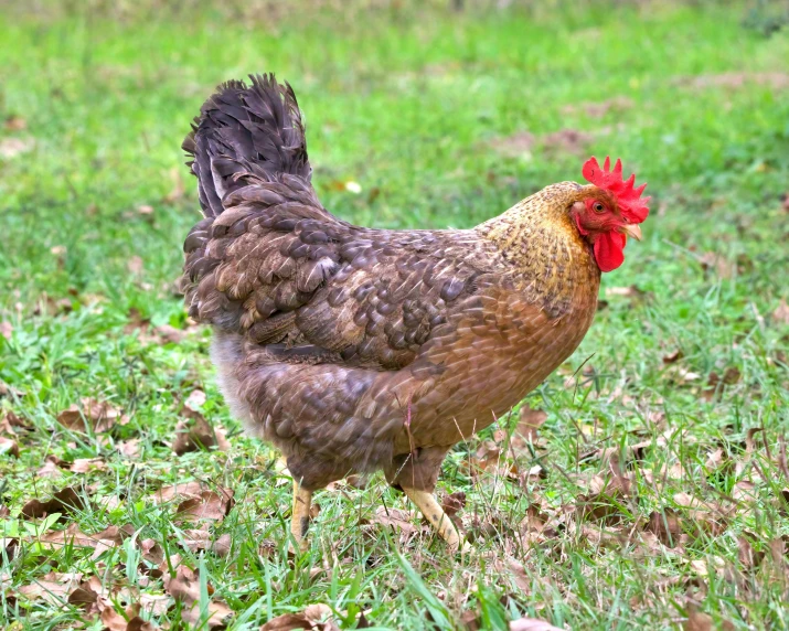 a chicken is standing outside in the grass