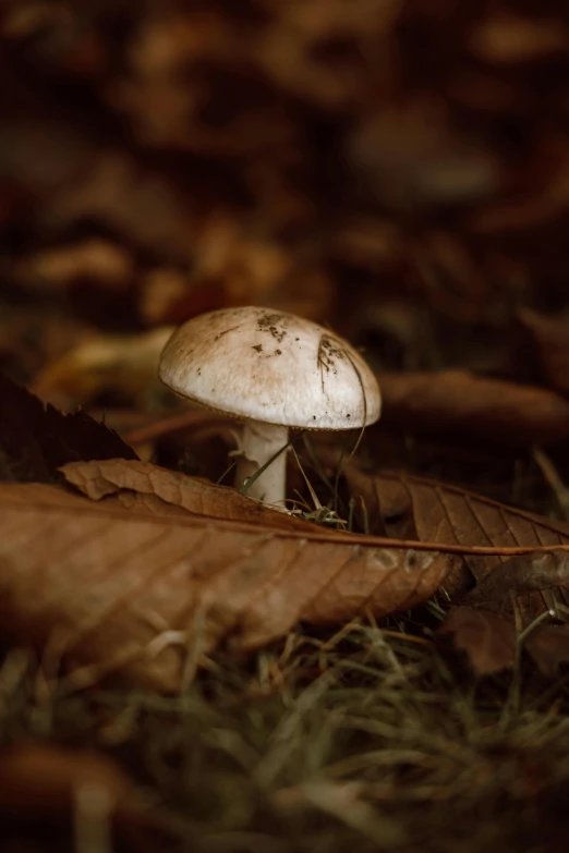 small mushrooms growing on leaves in the woods