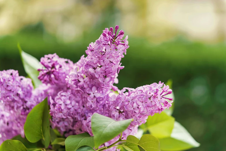 purple lilacs are in a glass vase in the sunshine