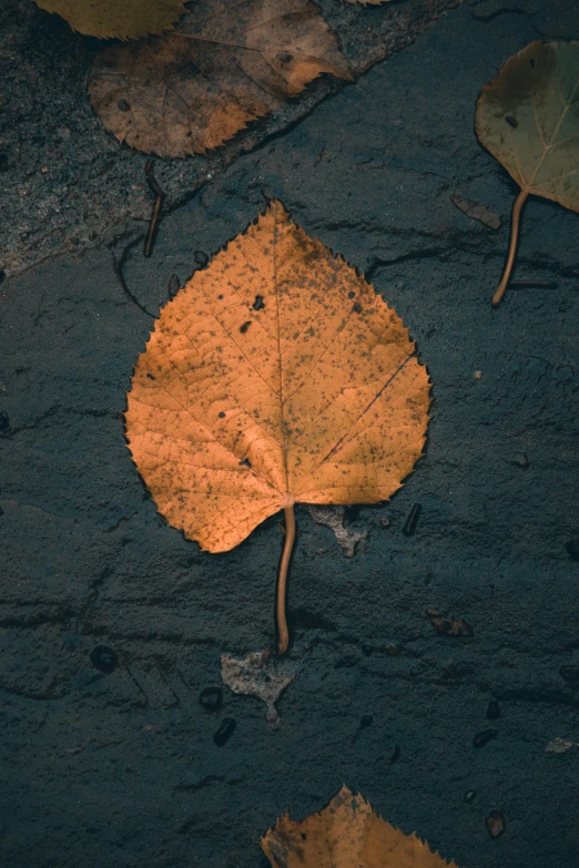 a single leaf is reflected in the wet pavement