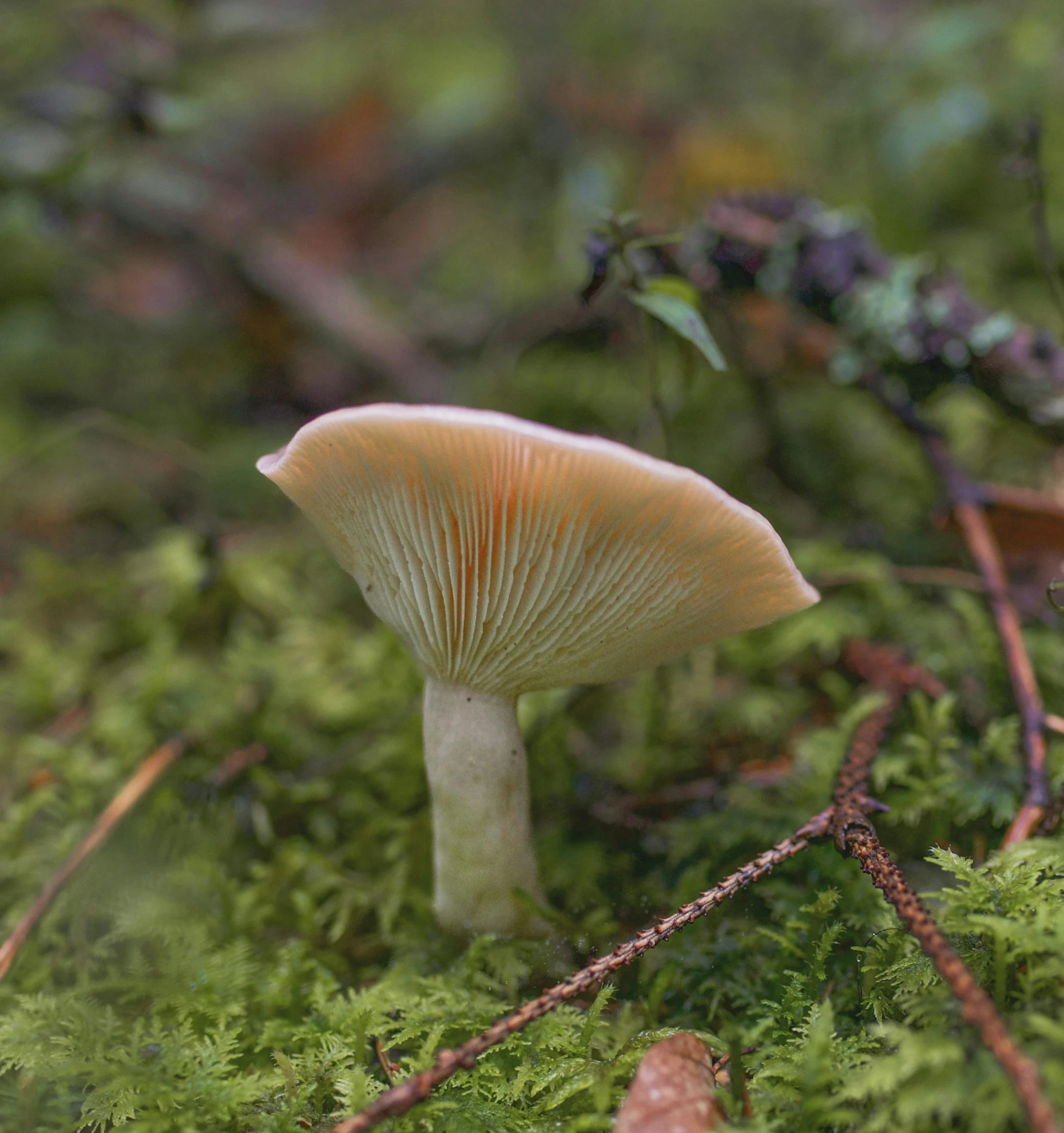 this po is taken in the woods, showing a mushroom on the moss
