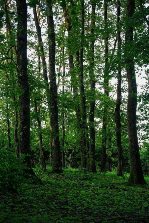 the trees are green in the woods and grass