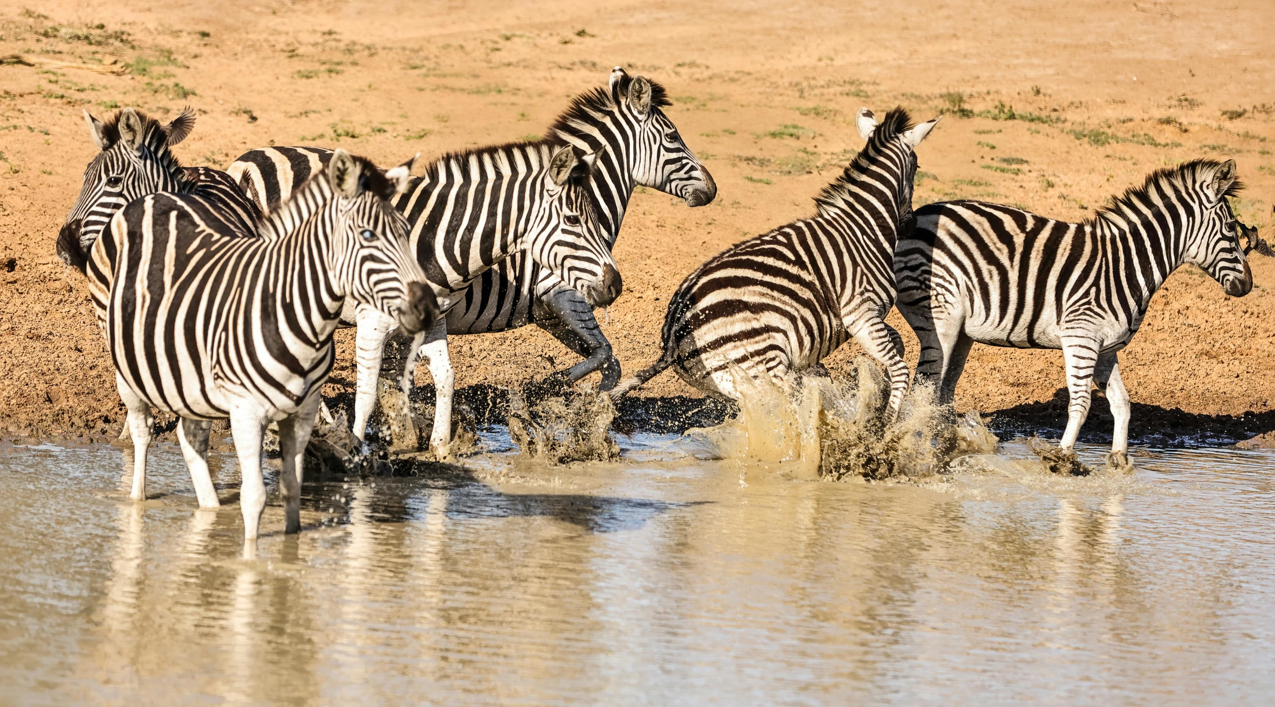 five zes in a body of water near some dirt and grass