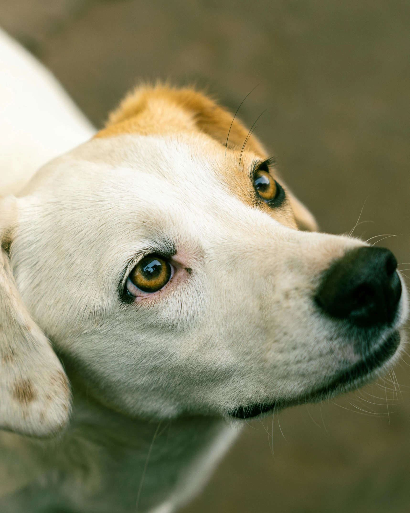 close up of the head of a white dog