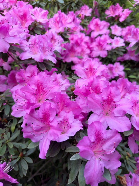 a pink flower that is in the dirt