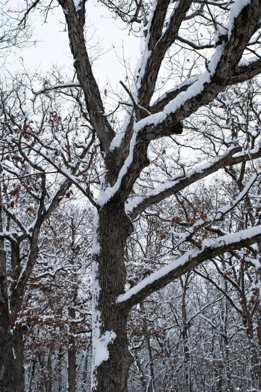 a tree is covered in snow by itself
