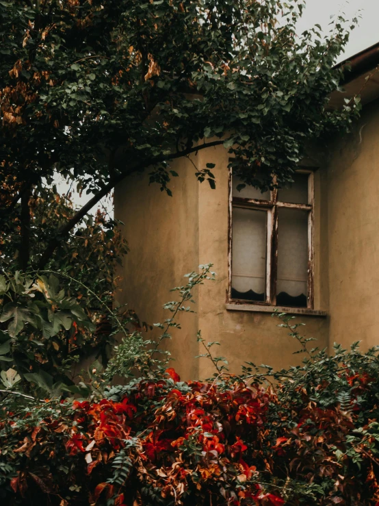 a window covered in vines next to a tree