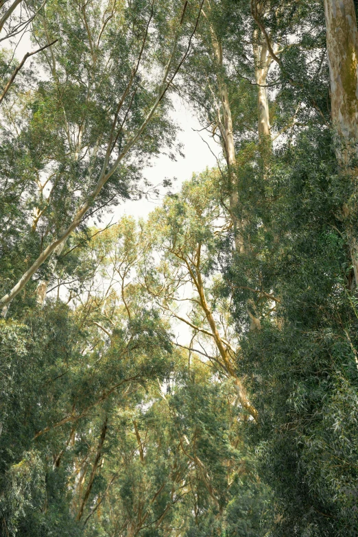 a forest with people in a green boat