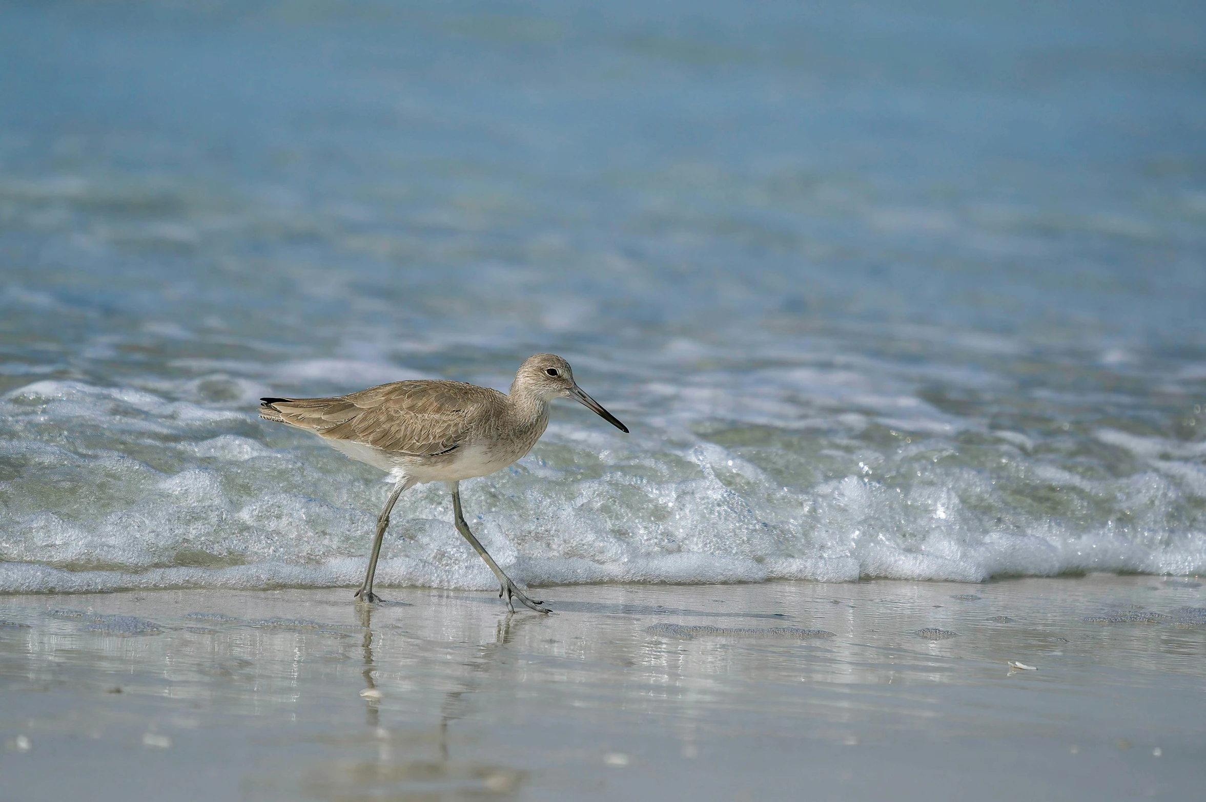 a small bird walking in the sand by the beach
