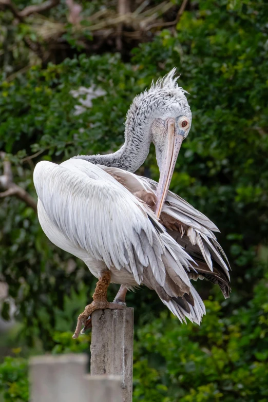 the bird has very long legs while sitting on the pole