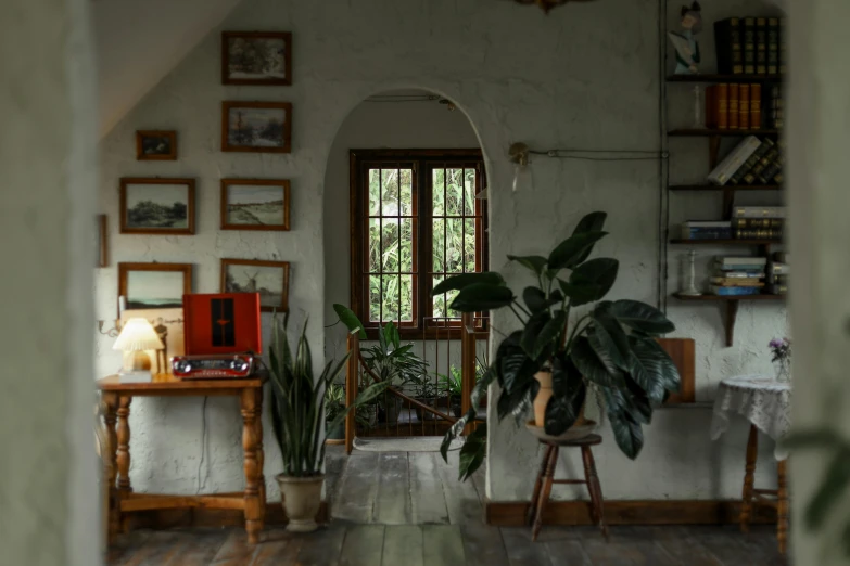 an indoor plant in the corner of the room