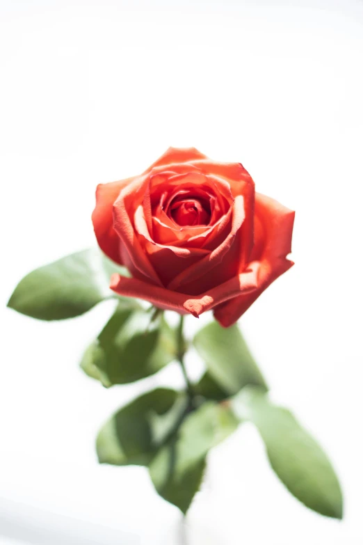 an image of a rose in the light