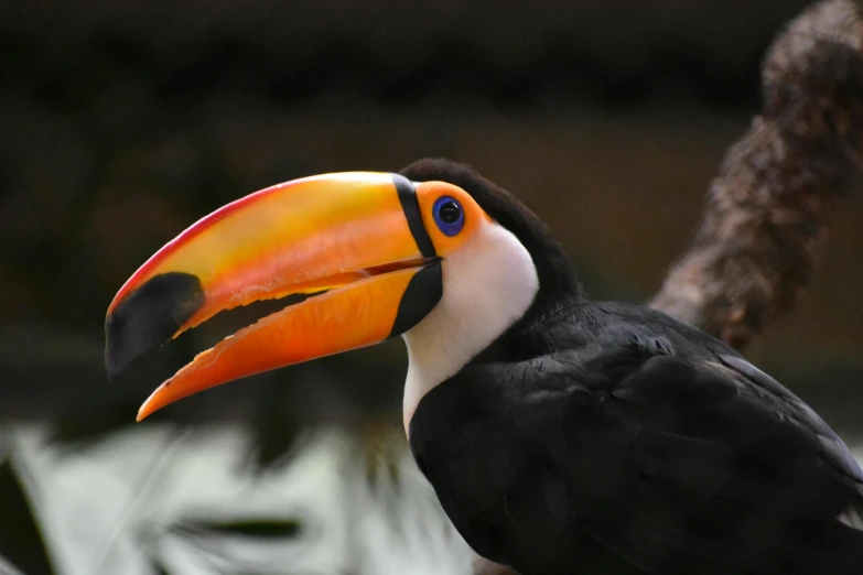 a colorful toucan sits on a tree nch