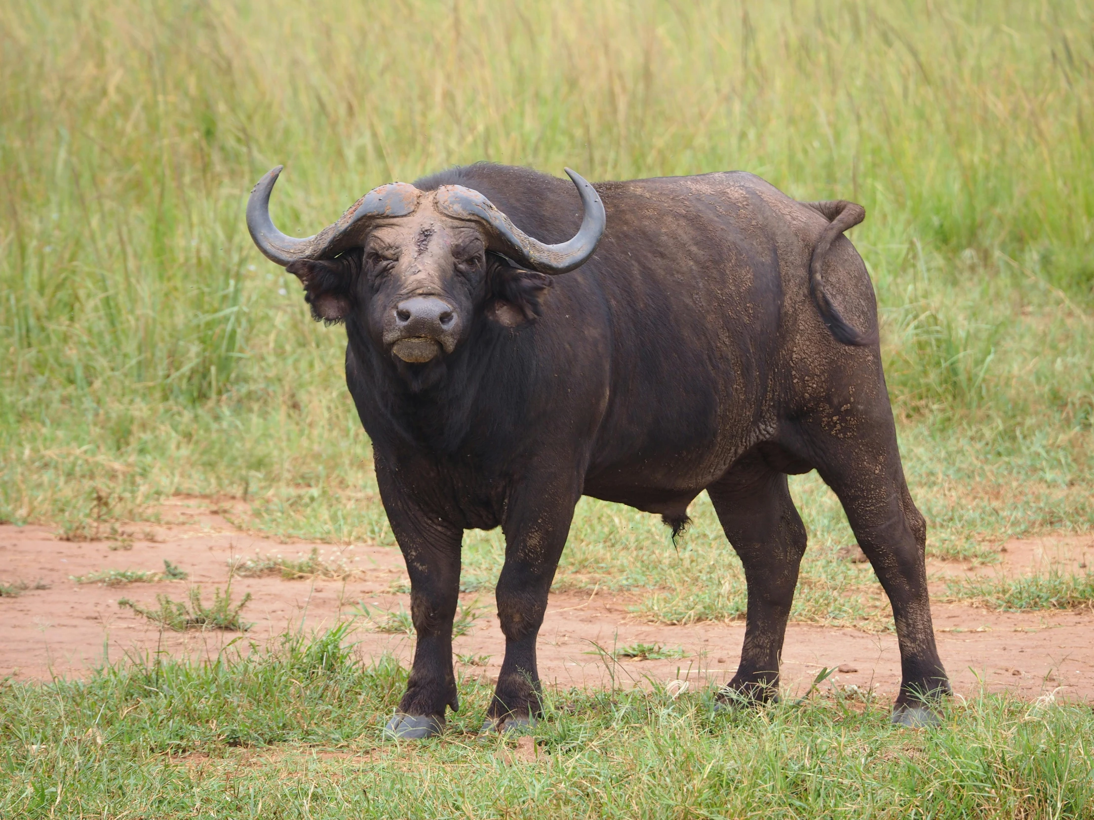 the large bull has some very horns on its head