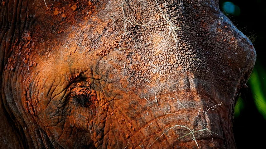 a closeup po of an elephant's trunk and some grass in the background