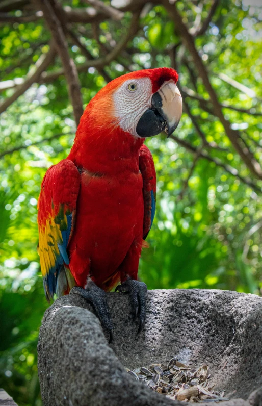 a colorful bird sitting on top of a large rock