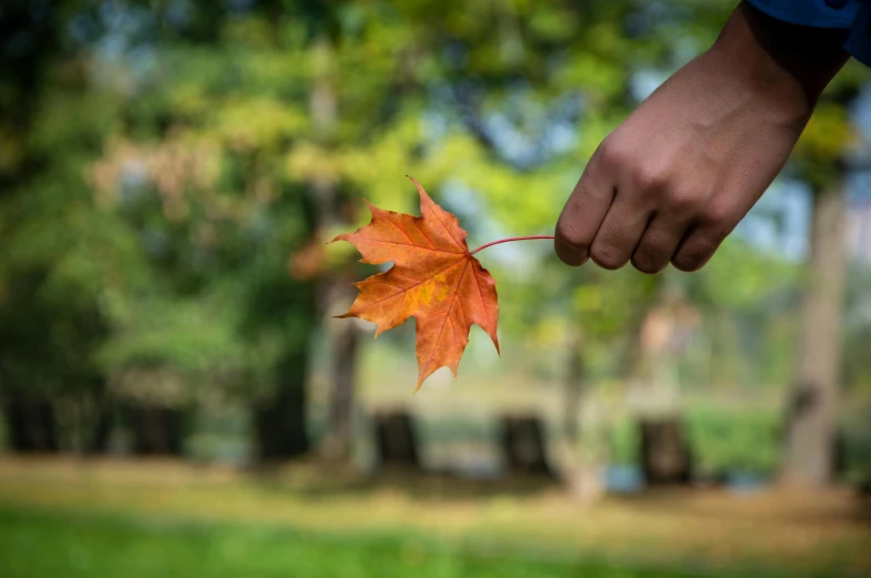 there is a red maple leaf being held by someone