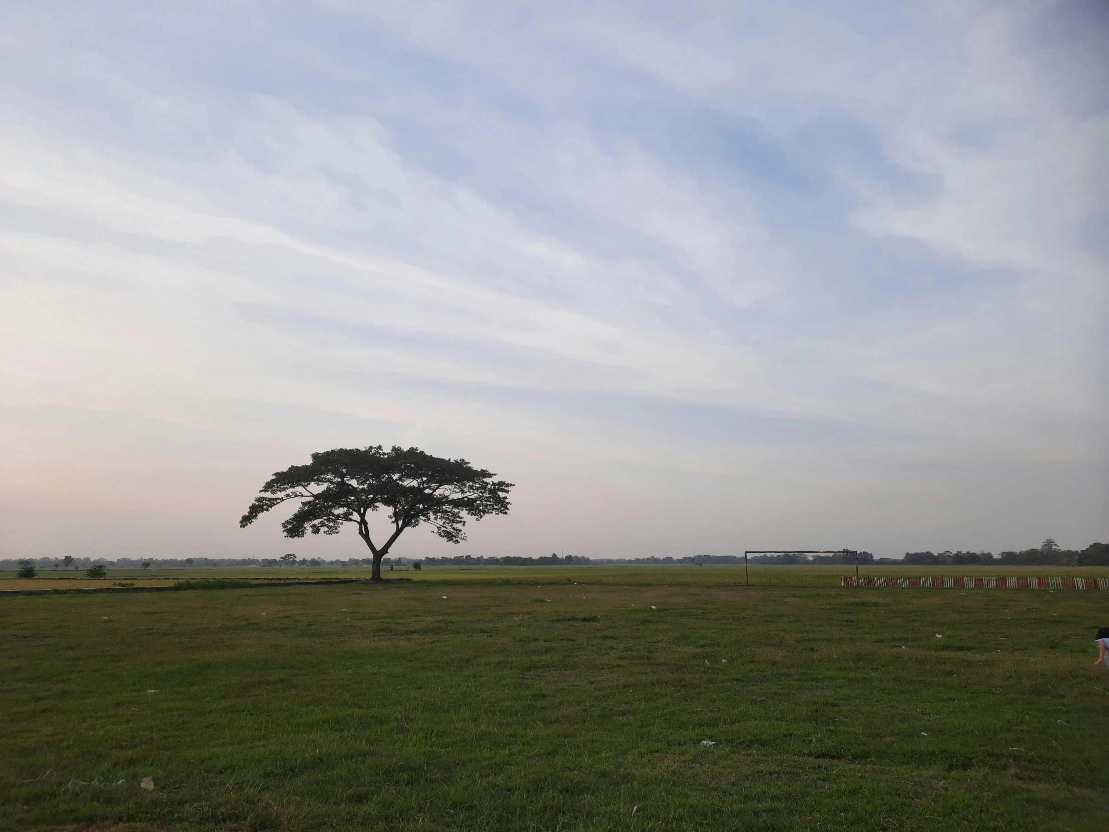 an empty field with trees and flowers against a sky