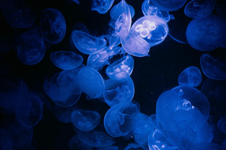 close up of jellyfish under water surface, with blue lighting