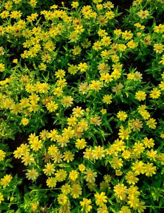 a bunch of yellow flowers in a large green field