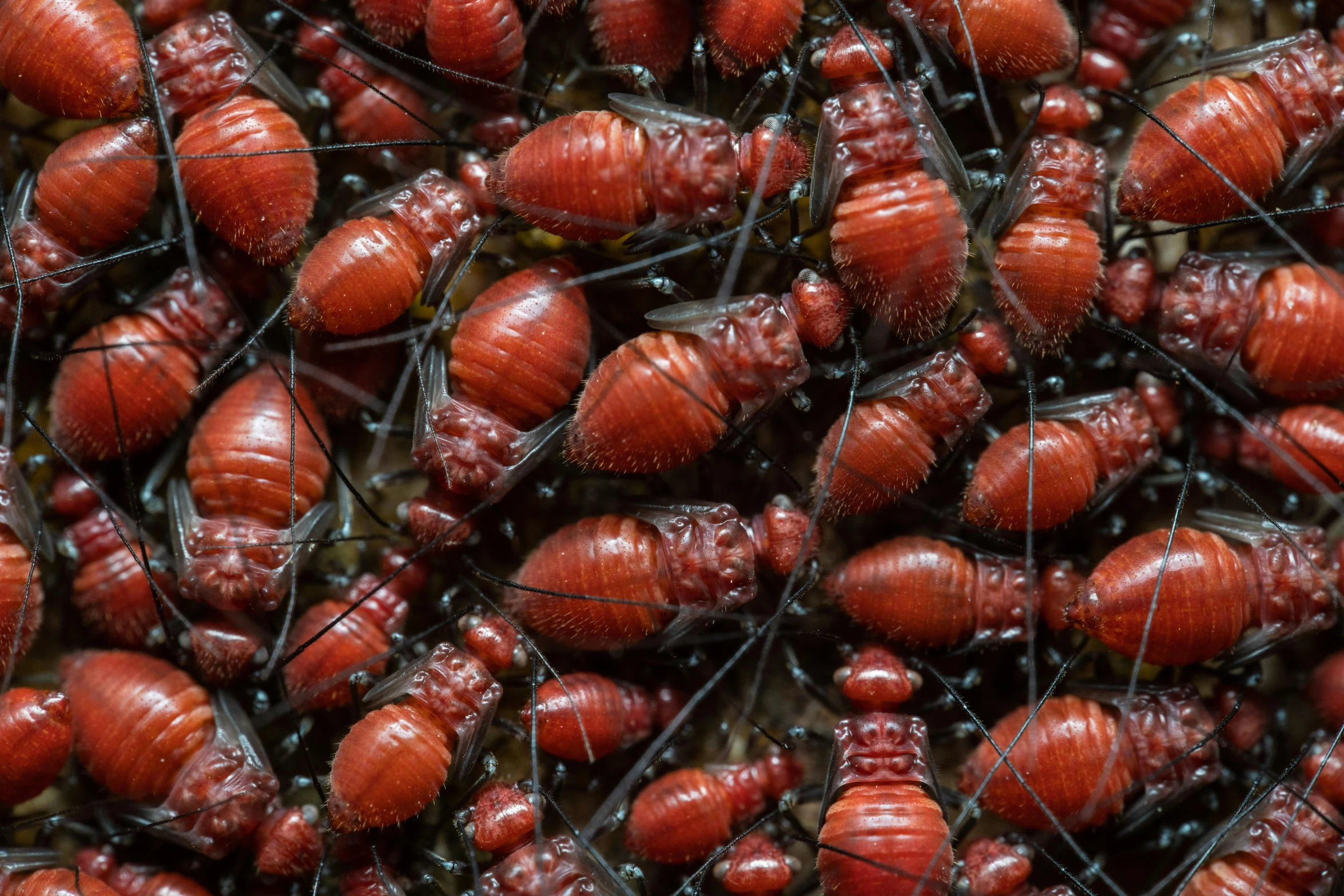 close up view of many brown bugs that are on a wall