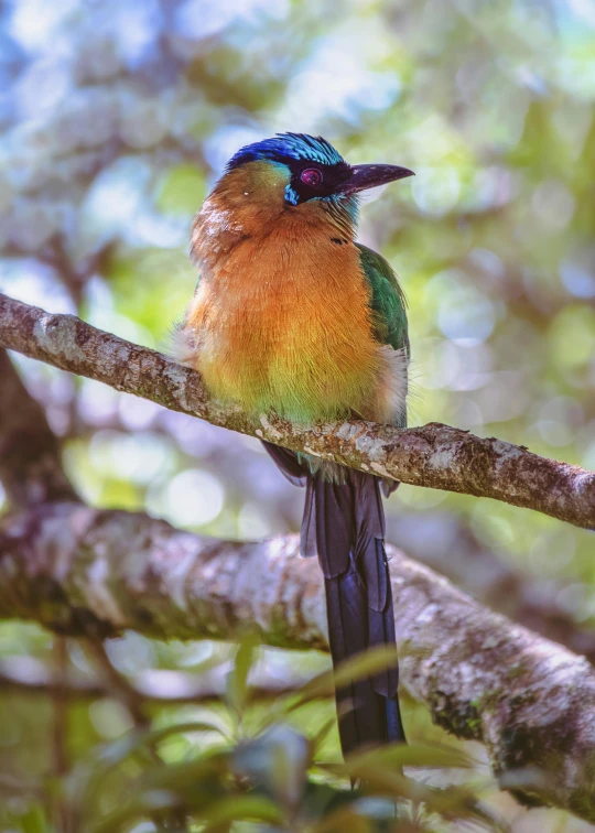 the colorful bird is perched on the tree nch