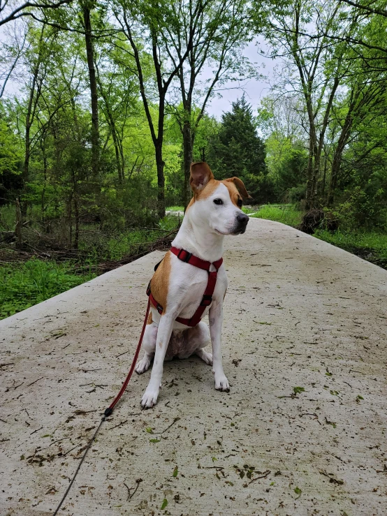 a dog sitting down on a cement path