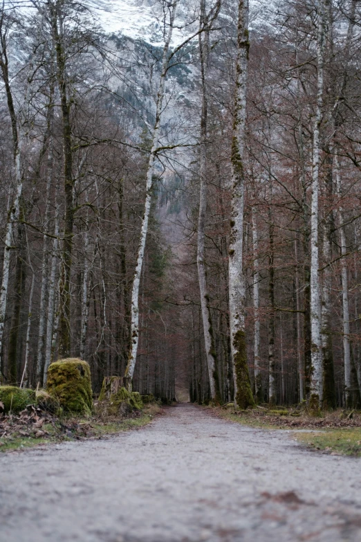 there is a dirt road in the middle of a forest