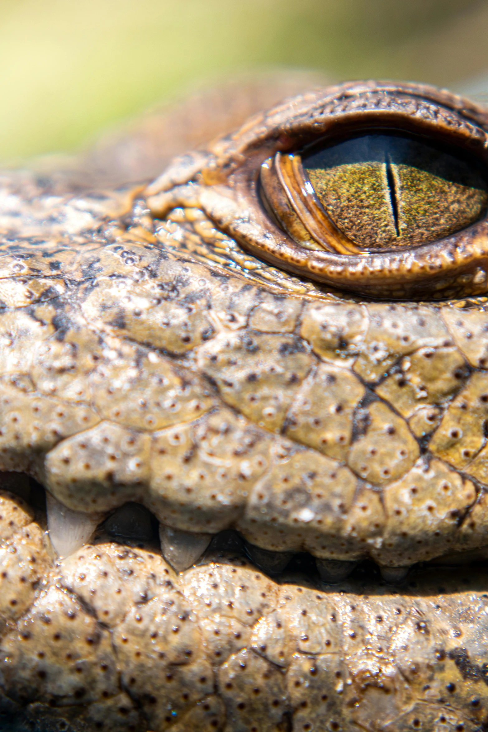 the front end of an alligator's eye showing