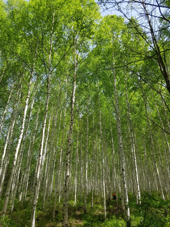 a lush green forest with trees and a hill