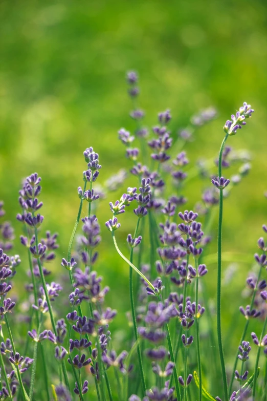 lavender is a healthy herb that helps plant growth and is also edible for the birds