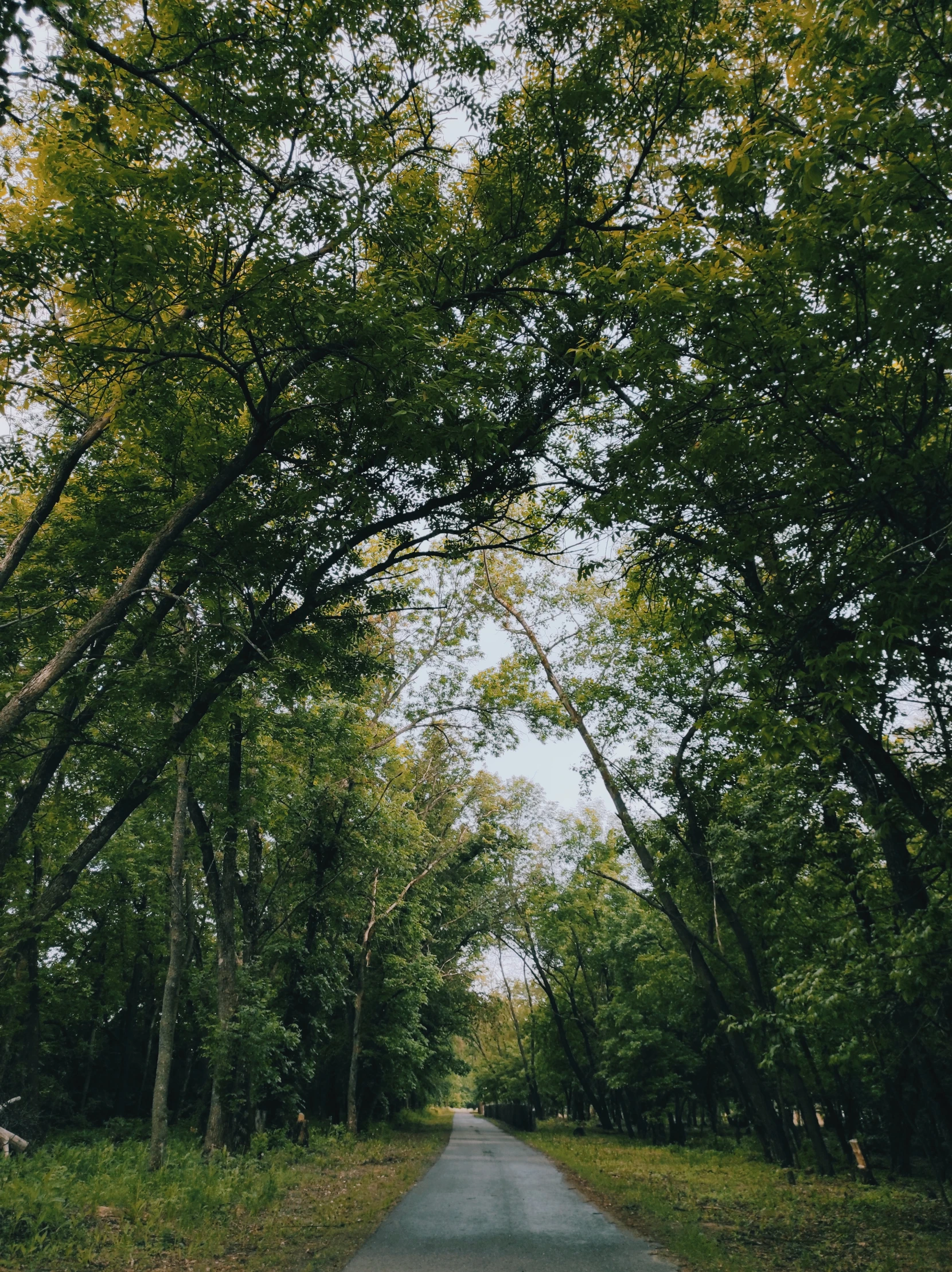 a long path leading to an empty green field