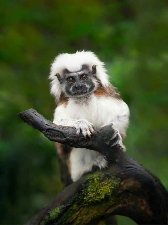 a monkey on a tree nch that has moss on it