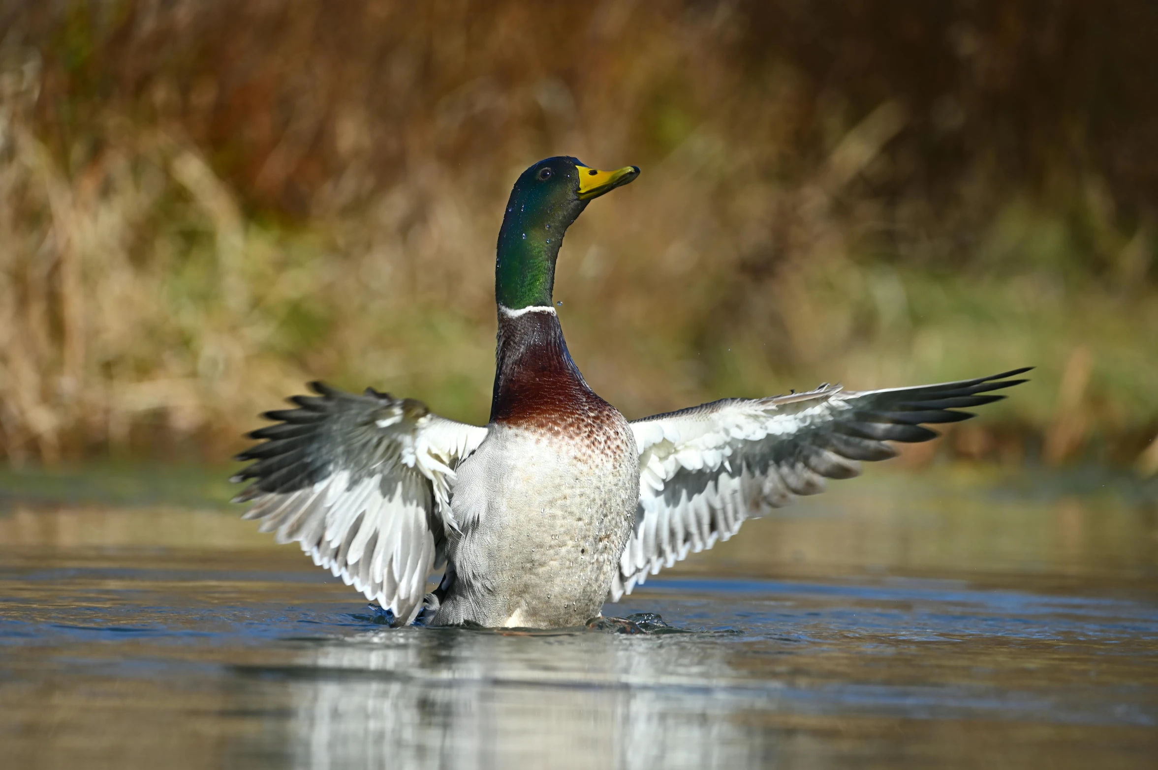 a duck with its wings spread on top of water