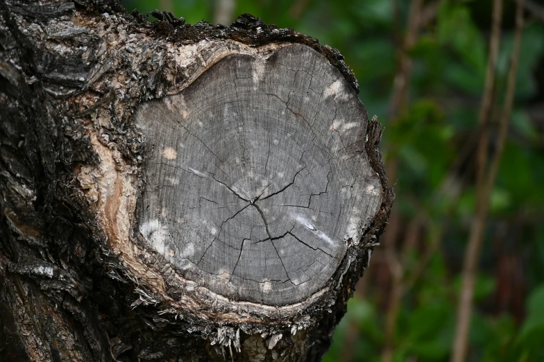 a wood cut tree that is growing on a forest