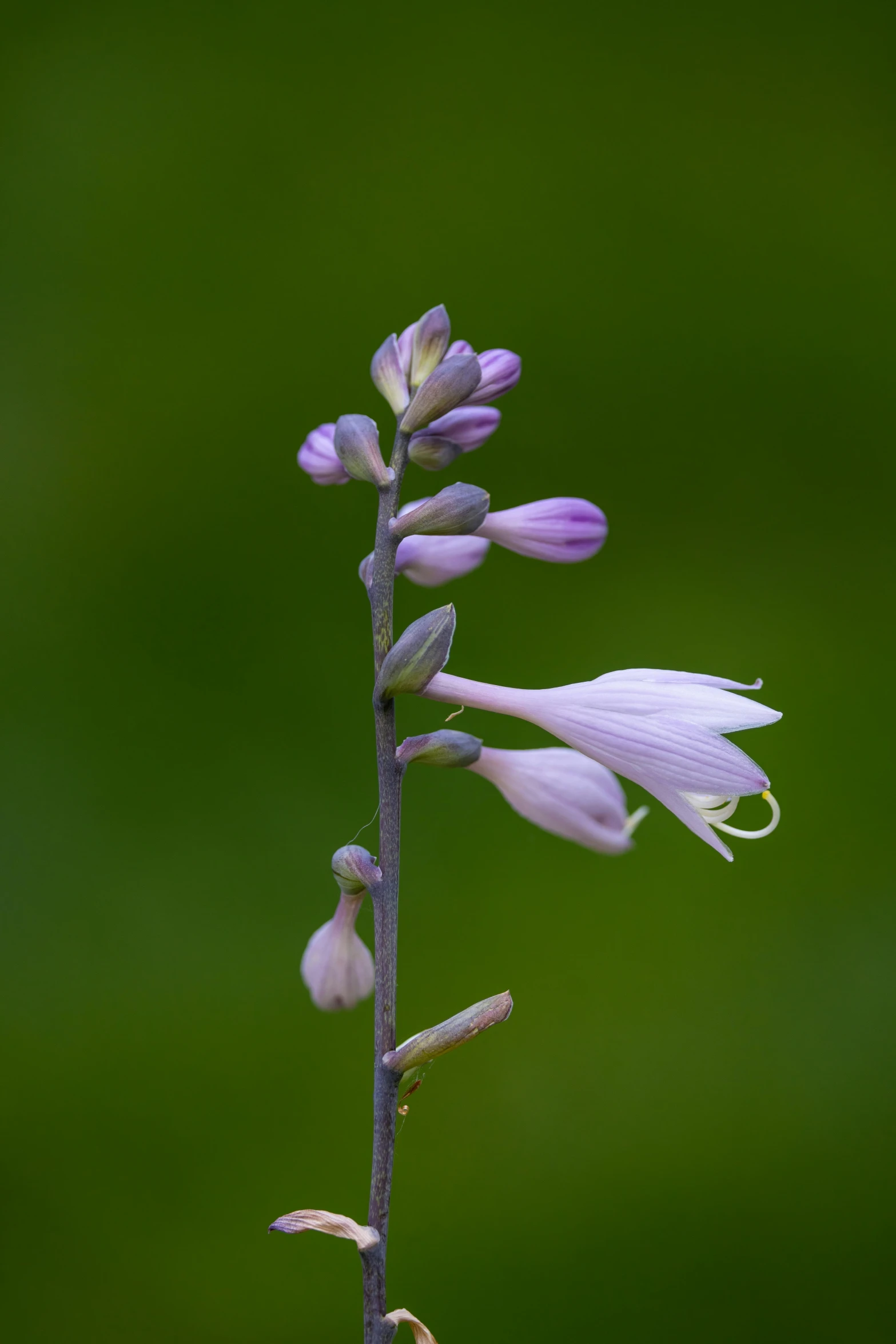 a tall flower is next to the green background