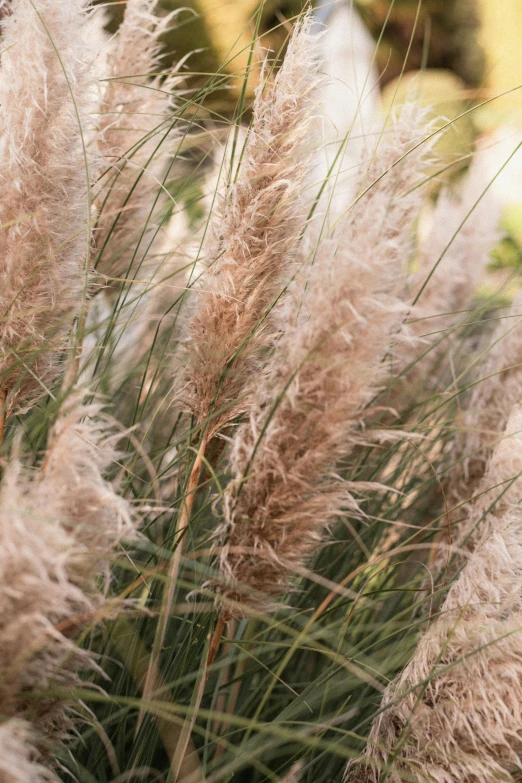 grass grows in the foreground with yellow and green foliage in background