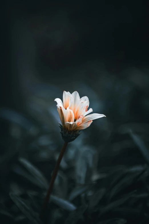 a tiny white and orange flower in the grass