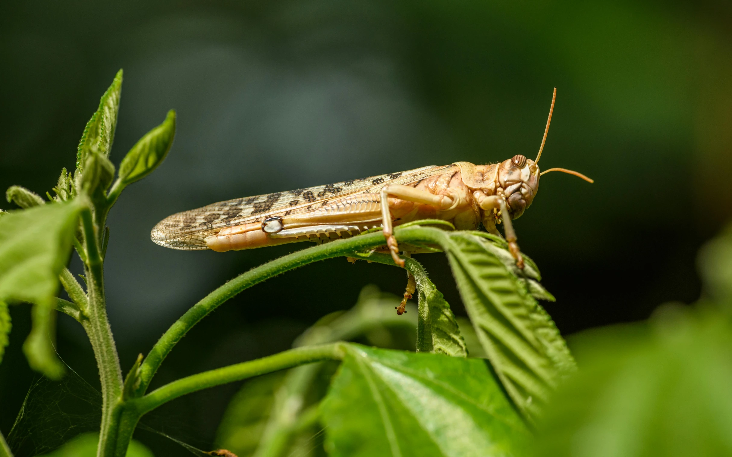 a bug that is on top of a leaf