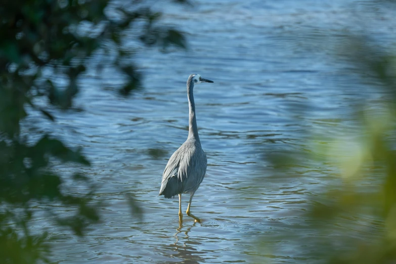 a heron walking in water surrounded by plants