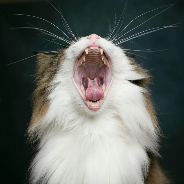 a white and brown cat with its mouth open