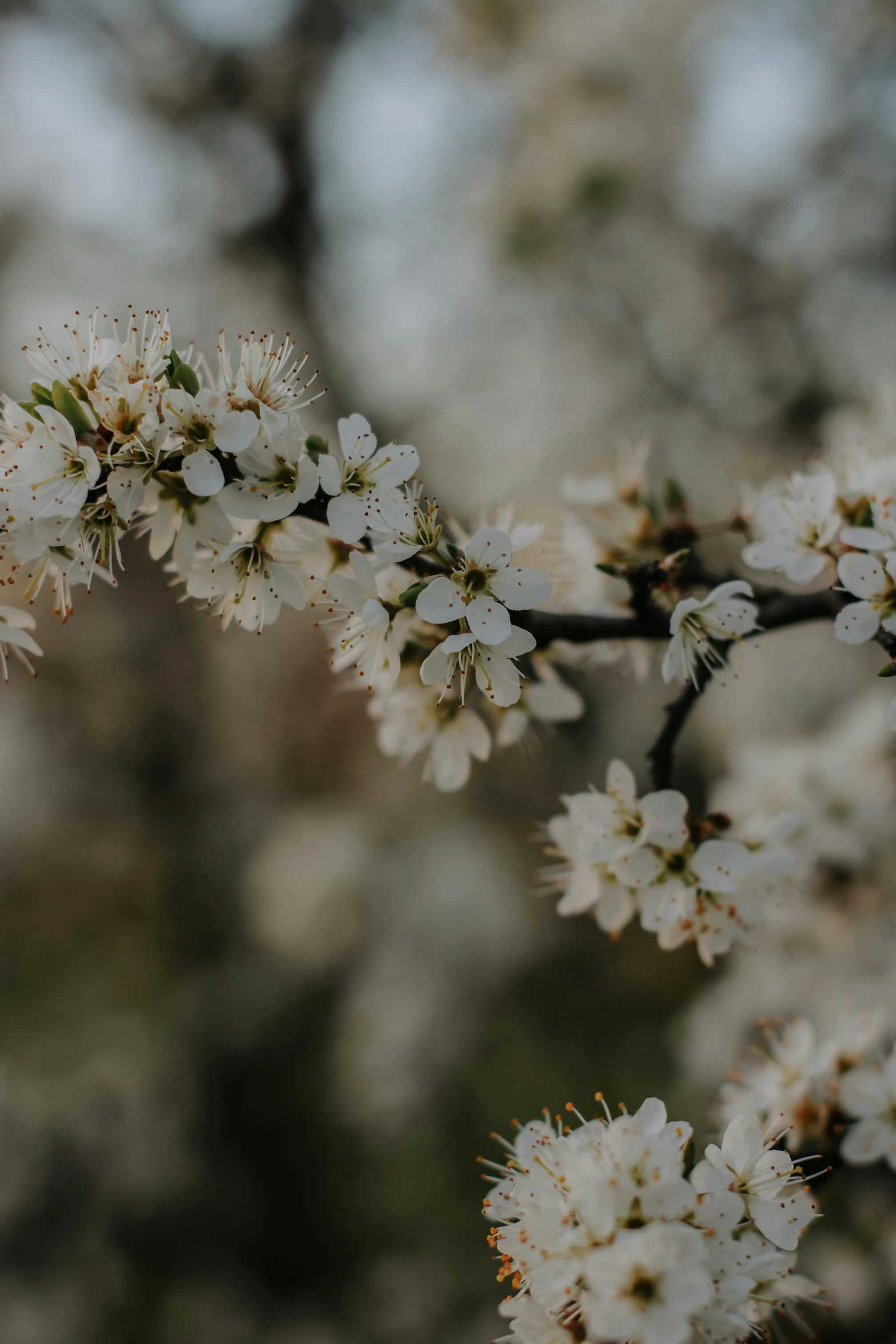 white flower on nches during the day in spring