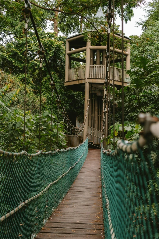 the view of an unusual wooden bridge in a jungle