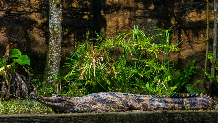 a crocodile is laying down by a wall