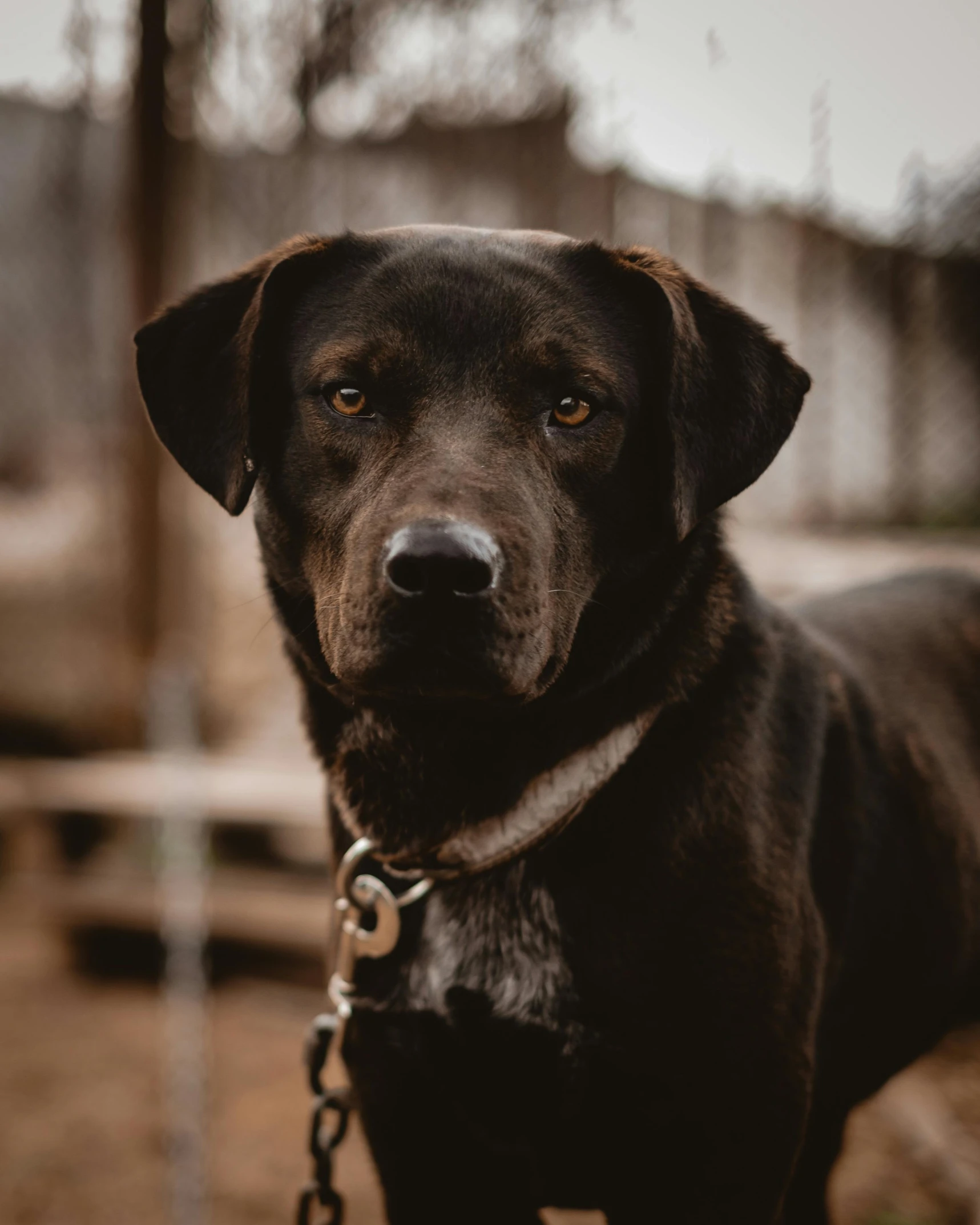 dog looking at the camera with chain around its neck