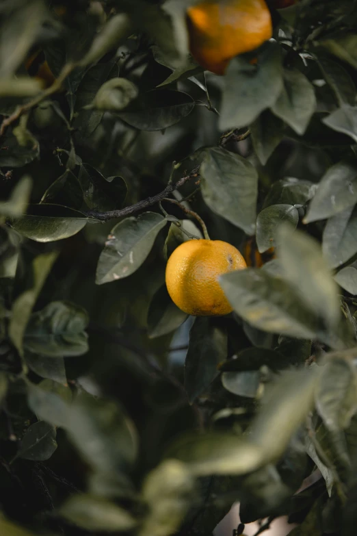 there are several oranges growing on the tree