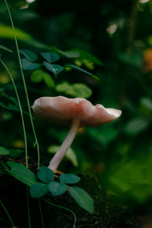 two small mushroom that are in the grass