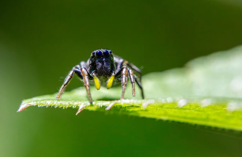 a spider with a small yellow and black sting on its back