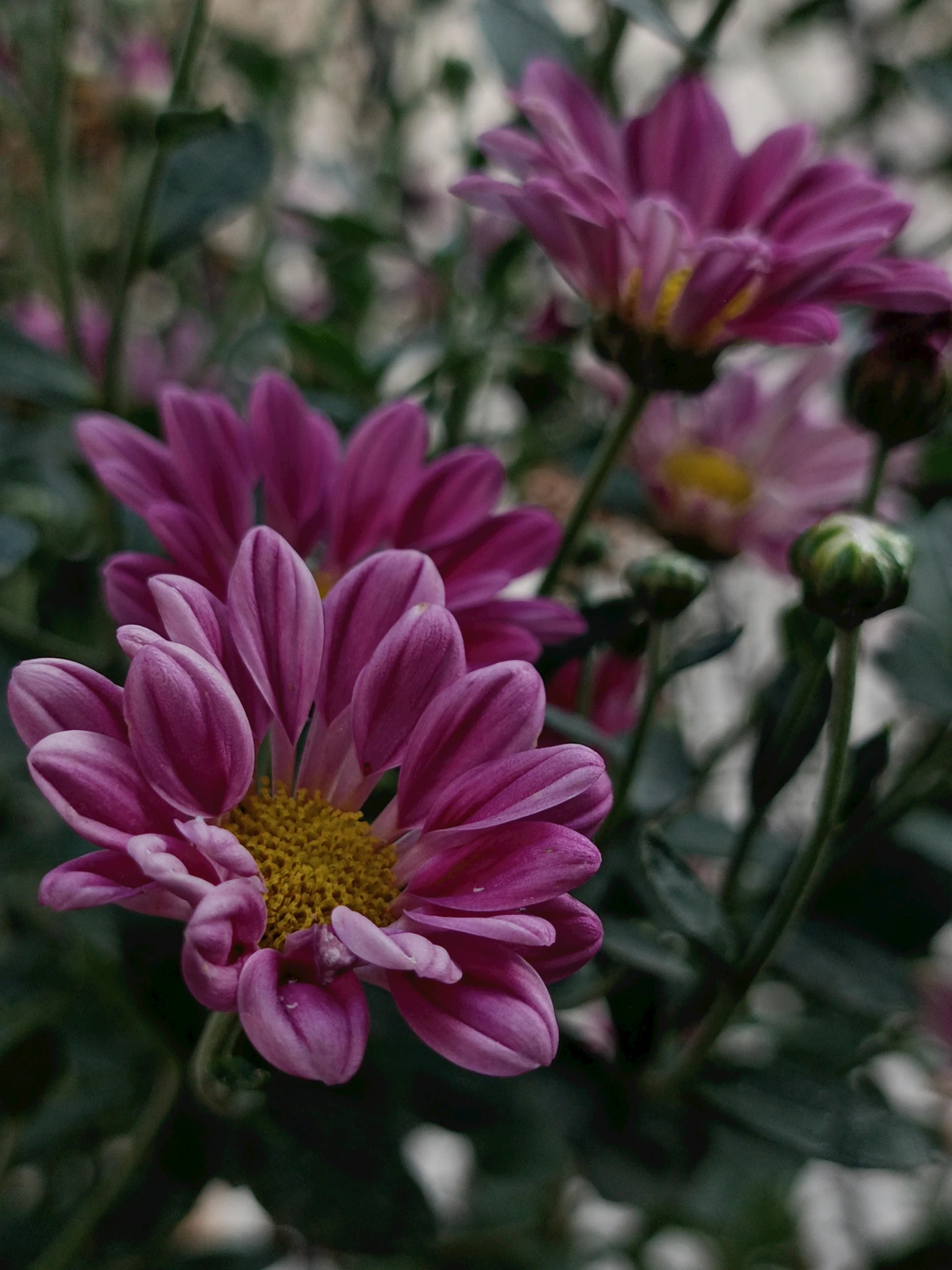 some flowers are growing together on the stem